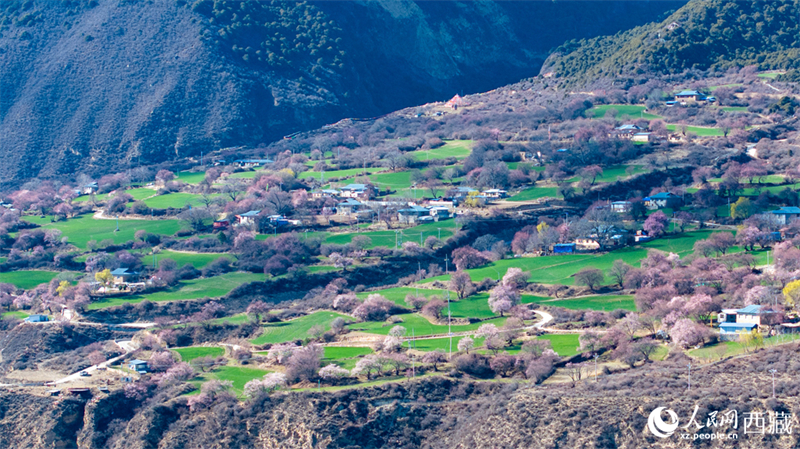 Xizang : la splendeur printanière des pêchers sauvages en fleurs de Linzhi