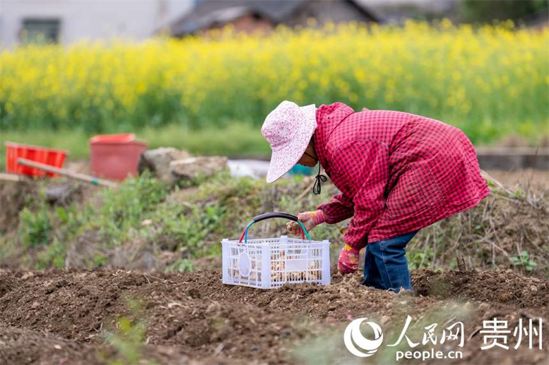 Guizhou : à Fuquan, le printemps est magnifique et les travaux agricoles battent leur plein