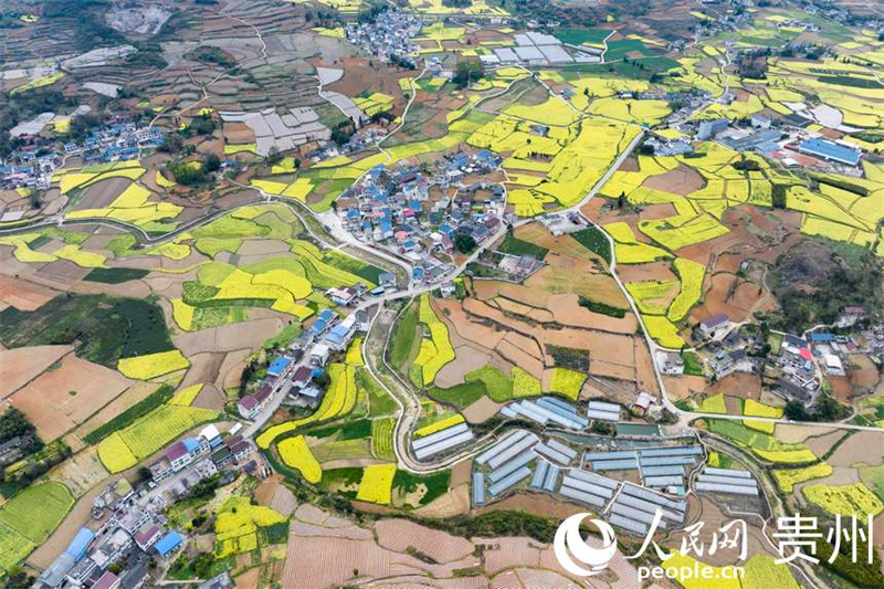 Guizhou : à Fuquan, le printemps est magnifique et les travaux agricoles battent leur plein