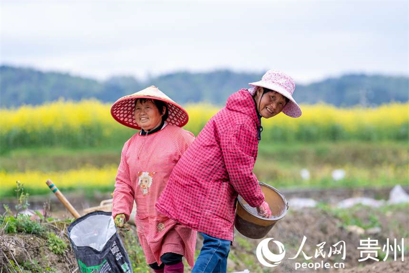Guizhou : à Fuquan, le printemps est magnifique et les travaux agricoles battent leur plein