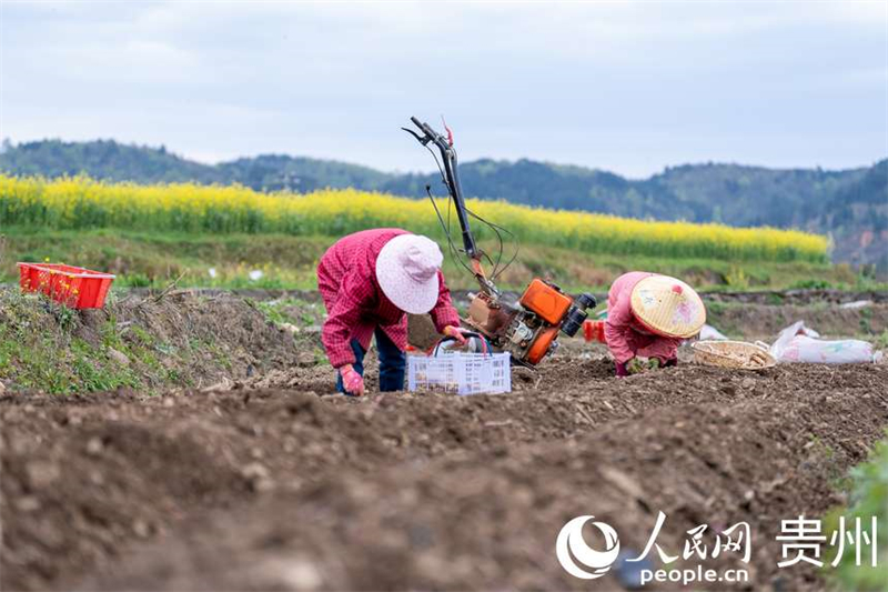 Guizhou : à Fuquan, le printemps est magnifique et les travaux agricoles battent leur plein