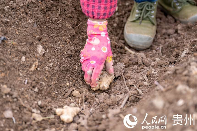 Guizhou : à Fuquan, le printemps est magnifique et les travaux agricoles battent leur plein