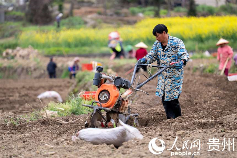 Guizhou : à Fuquan, le printemps est magnifique et les travaux agricoles battent leur plein