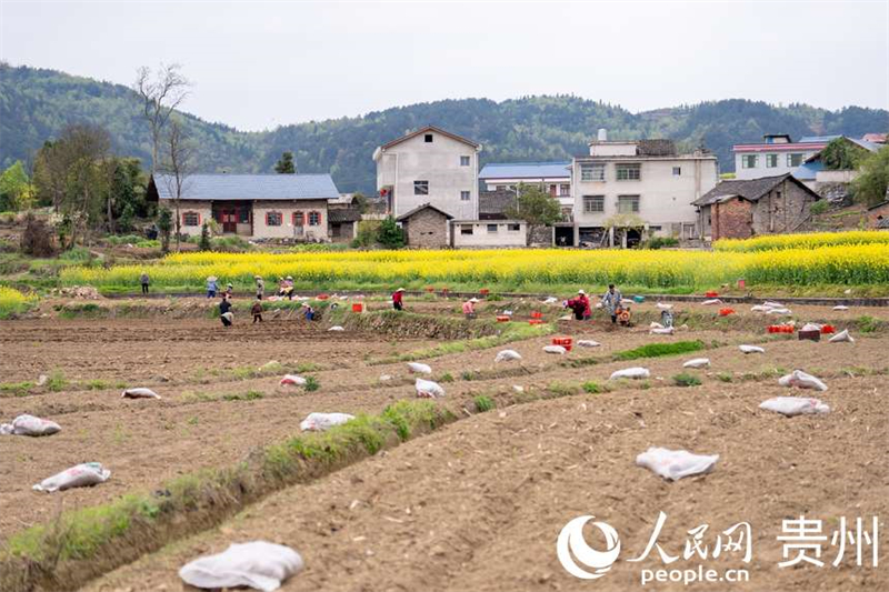 Guizhou : à Fuquan, le printemps est magnifique et les travaux agricoles battent leur plein
