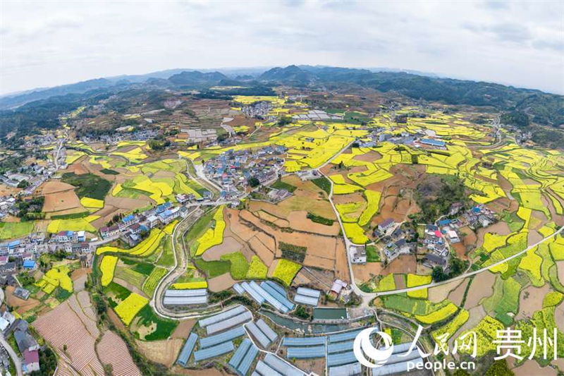 Guizhou : à Fuquan, le printemps est magnifique et les travaux agricoles battent leur plein