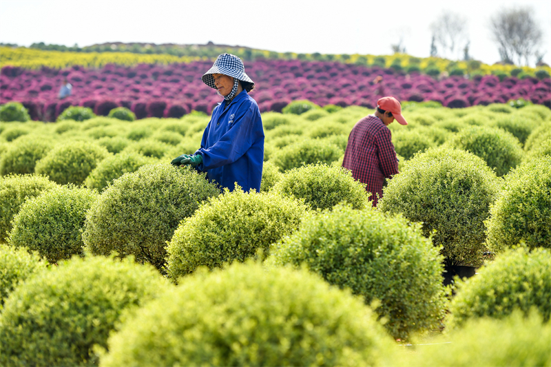 Jiangxi : à Zhangshu, les ventes de semis de printemps sont en plein essor