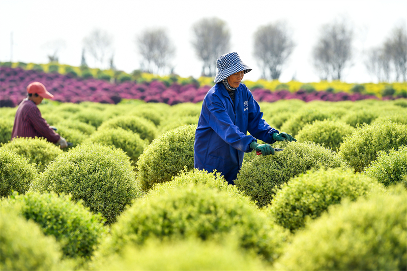 Jiangxi : à Zhangshu, les ventes de semis de printemps sont en plein essor