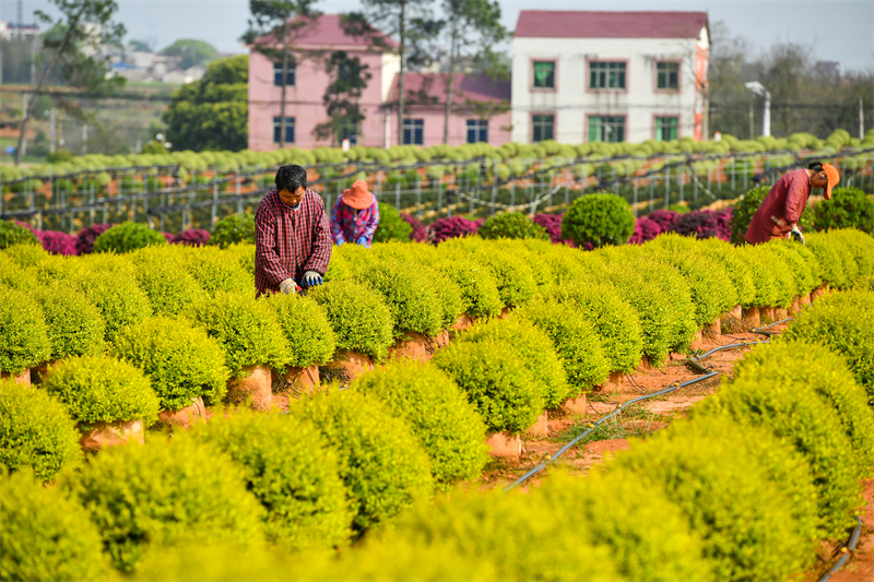 Jiangxi : à Zhangshu, les ventes de semis de printemps sont en plein essor