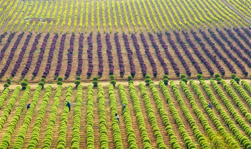 Jiangxi : à Zhangshu, les ventes de semis de printemps sont en plein essor