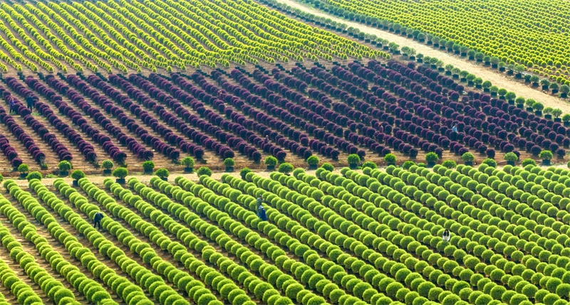 Jiangxi : à Zhangshu, les ventes de semis de printemps sont en plein essor