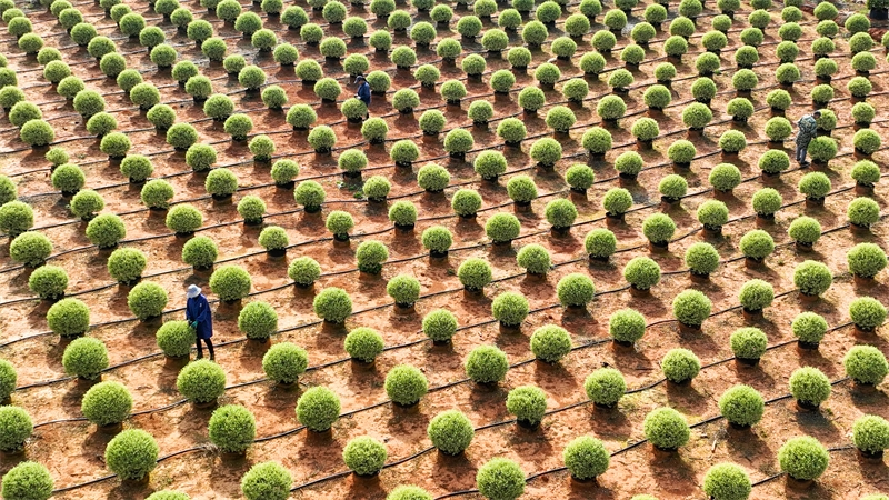 Jiangxi : à Zhangshu, les ventes de semis de printemps sont en plein essor