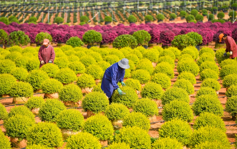 Jiangxi : à Zhangshu, les ventes de semis de printemps sont en plein essor