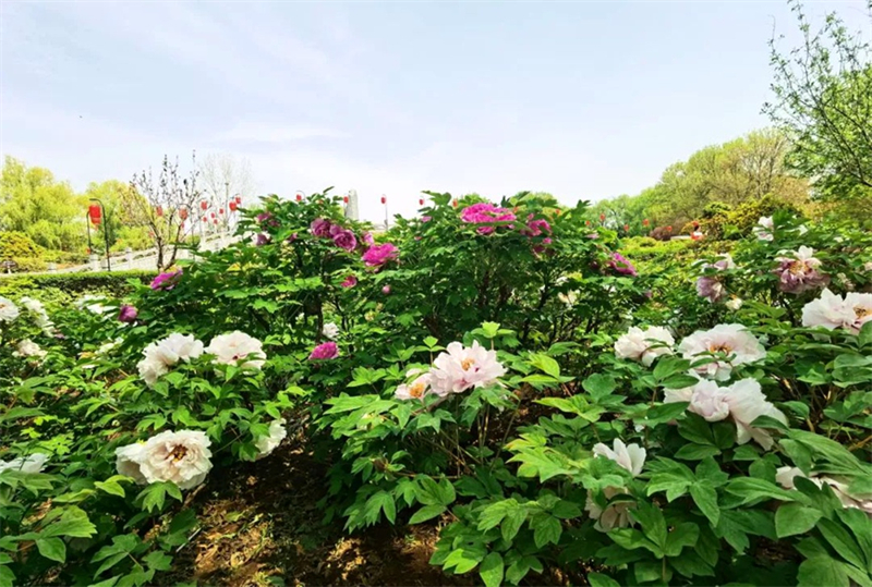 Henan : lancement du 42e Festival culturel de la pivoine de Luoyang