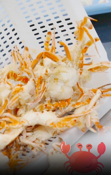 Fujian : le village d'Aojiao, champion de la ? vitesse chinoise ? du décorticage de crabes