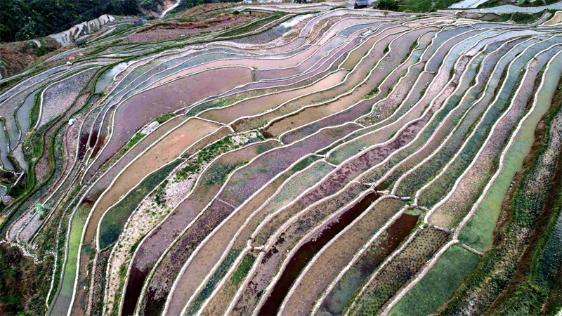 Guizhou : la beauté des rizières en terrasses de Congjiang au printemps