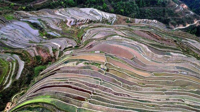 Guizhou : la beauté des rizières en terrasses de Congjiang au printemps