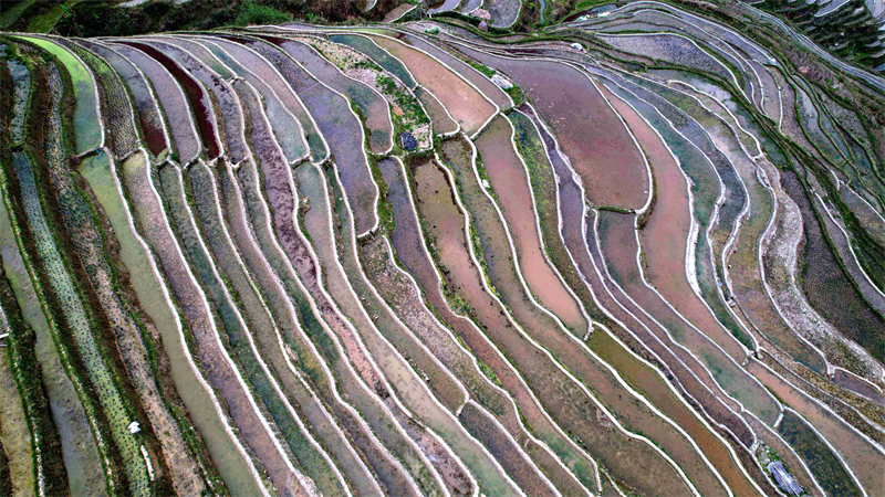 Guizhou : la beauté des rizières en terrasses de Congjiang au printemps