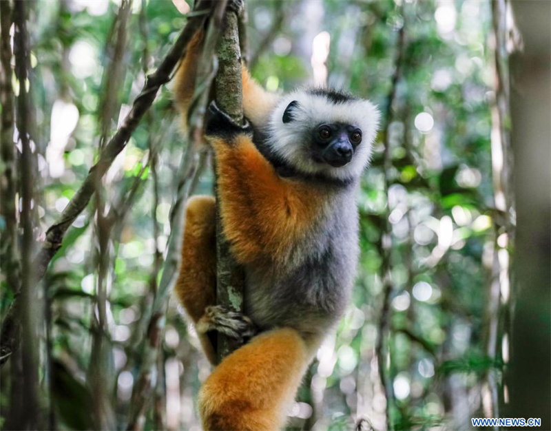 Madagascar : lémurs dans le parc national d'Andasibe-Mantadia