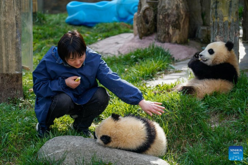 Sichuan : la vie d'une gardienne qui a grandi aux c?tés des pandas géants