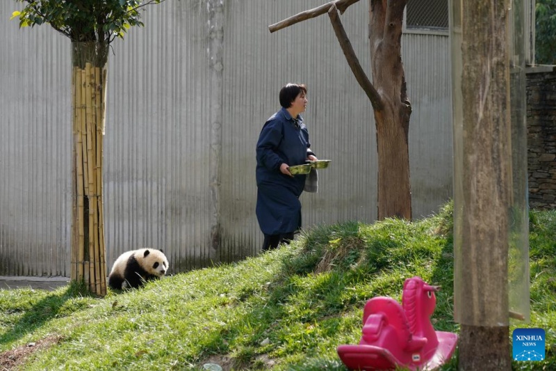 Sichuan : la vie d'une gardienne qui a grandi aux c?tés des pandas géants