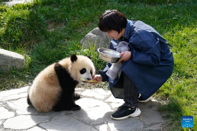 Sichuan : la vie d'une gardienne qui a grandi aux c?tés des pandas géants