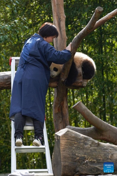 Sichuan : la vie d'une gardienne qui a grandi aux c?tés des pandas géants