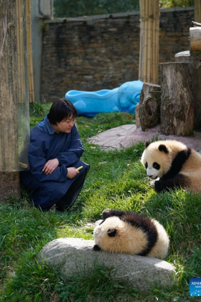 Sichuan : la vie d'une gardienne qui a grandi aux c?tés des pandas géants