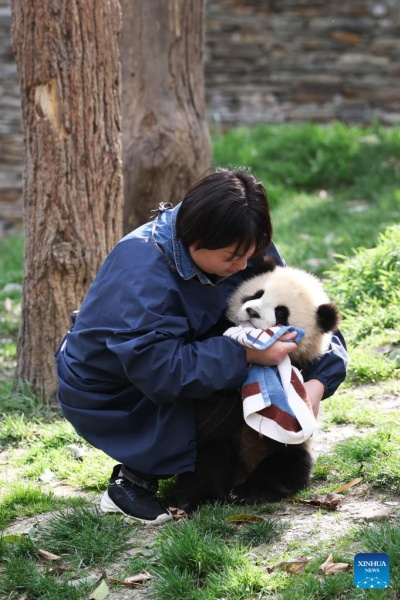 Sichuan : la vie d'une gardienne qui a grandi aux c?tés des pandas géants