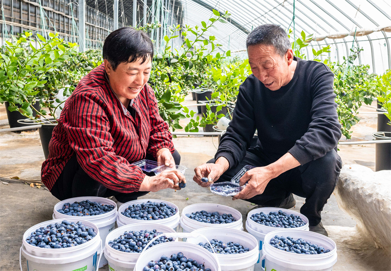 Mongolie intérieure : la cueillette des myrtilles parfumées bat son plein à Hohhot