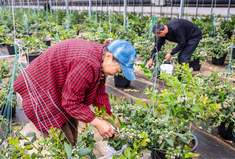 Mongolie intérieure : la cueillette des myrtilles parfumées bat son plein à Hohhot