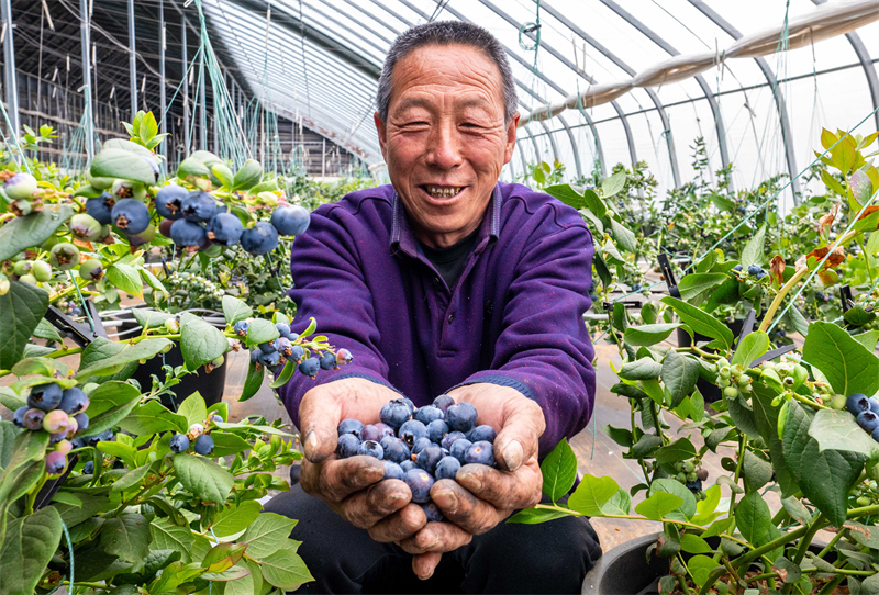 Mongolie intérieure : la cueillette des myrtilles parfumées bat son plein à Hohhot