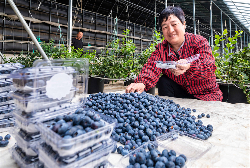 Mongolie intérieure : la cueillette des myrtilles parfumées bat son plein à Hohhot