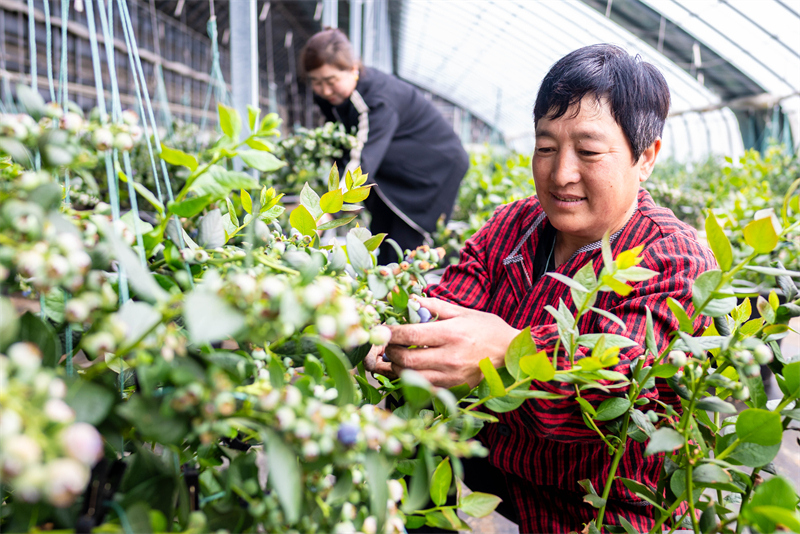 Mongolie intérieure : la cueillette des myrtilles parfumées bat son plein à Hohhot