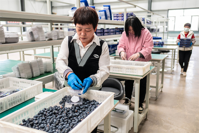 Mongolie intérieure : la cueillette des myrtilles parfumées bat son plein à Hohhot