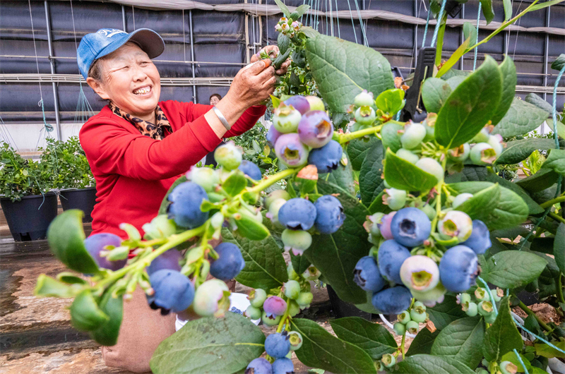 Mongolie intérieure : la cueillette des myrtilles parfumées bat son plein à Hohhot