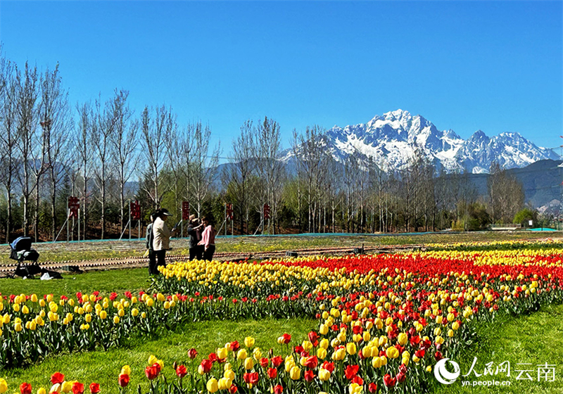Yunnan : à Lijiang, les montagnes enneigées et les mers de fleurs se complètent harmonieusement