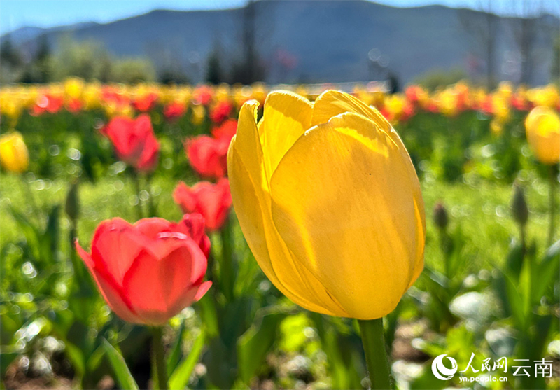 Yunnan : à Lijiang, les montagnes enneigées et les mers de fleurs se complètent harmonieusement