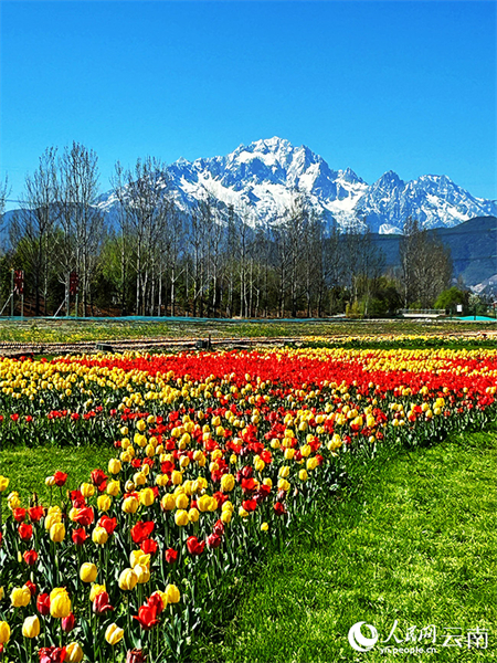 Yunnan : à Lijiang, les montagnes enneigées et les mers de fleurs se complètent harmonieusement