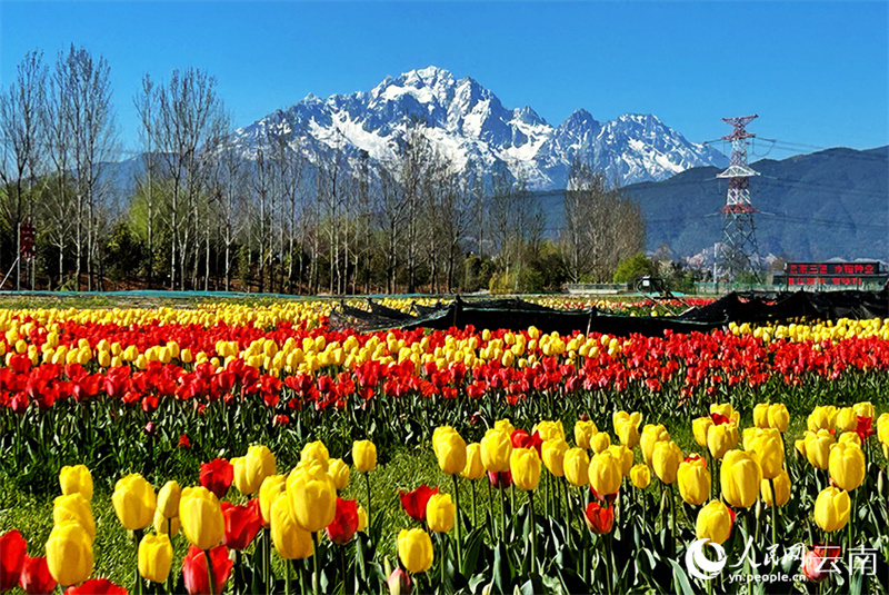 Yunnan : à Lijiang, les montagnes enneigées et les mers de fleurs se complètent harmonieusement