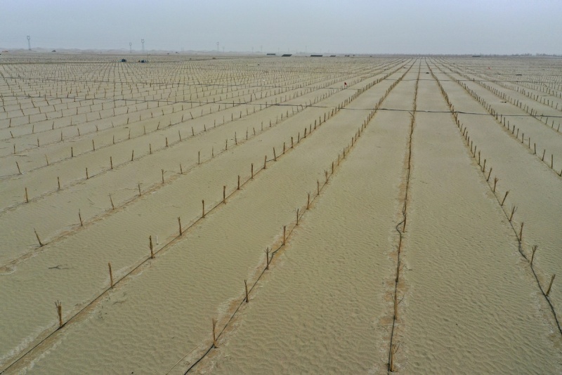 Xinjiang : le désert du Taklamakan complètement entouré d'une ceinture verte grace aux efforts de contr?le du sable