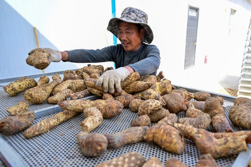 Xinjiang : le désert du Taklamakan complètement entouré d'une ceinture verte grace aux efforts de contr?le du sable