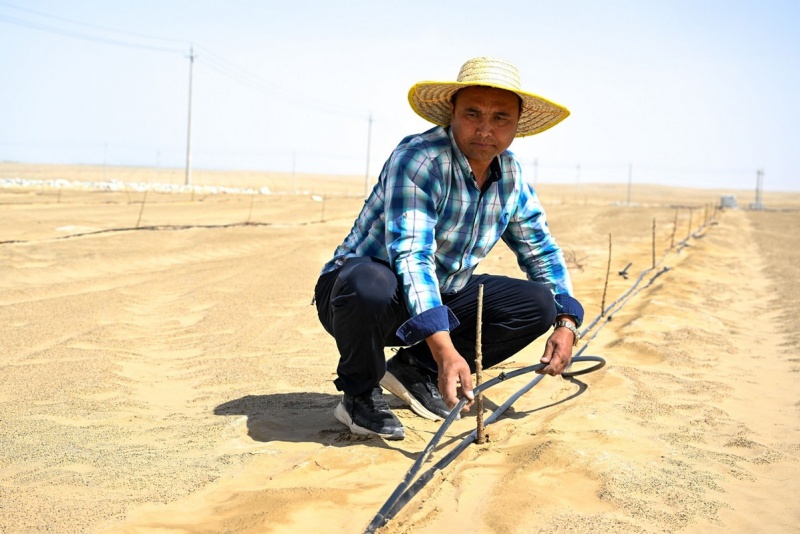 Xinjiang : le désert du Taklamakan complètement entouré d'une ceinture verte grace aux efforts de contr?le du sable