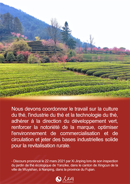 L'histoire de Xi Jinping et du thé du Fujian