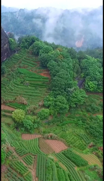 Les affinités profondes de Xi Jinping avec le thé du Fujian