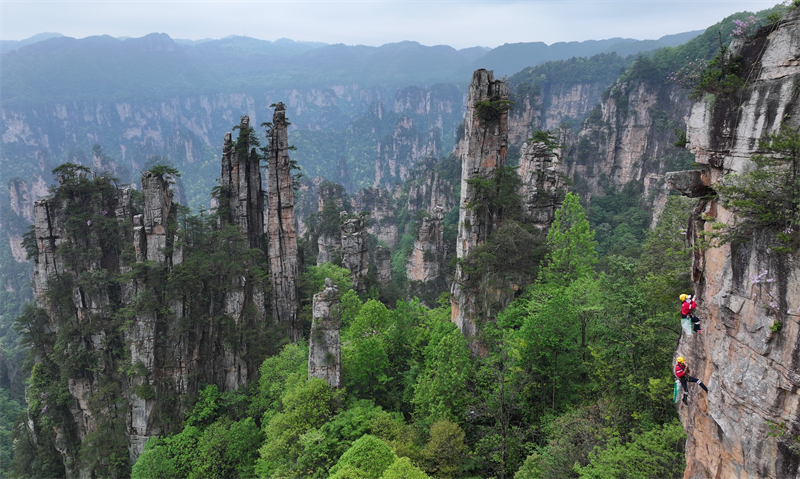 Hunan : à flanc de falaise pour collecter les déchets à Zhangjiajie