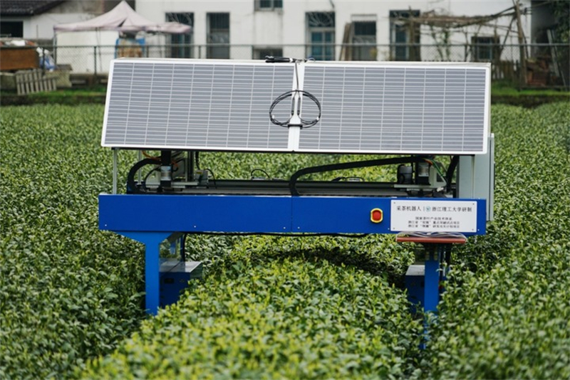 Chine : des robots révolutionnent la récolte du thé Longjing