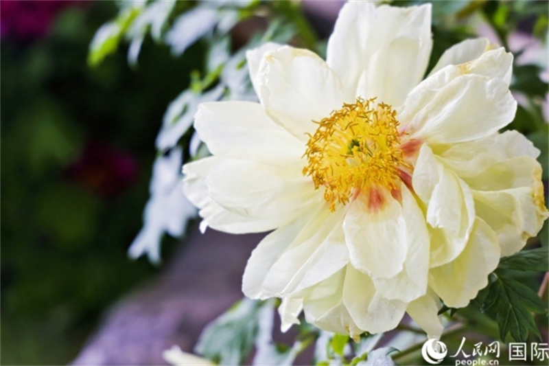 Henan : les journalistes de l'activité d'échanges amicaux ? La Ceinture et la Route ? pour les jeunes se promènent dans Luoyang