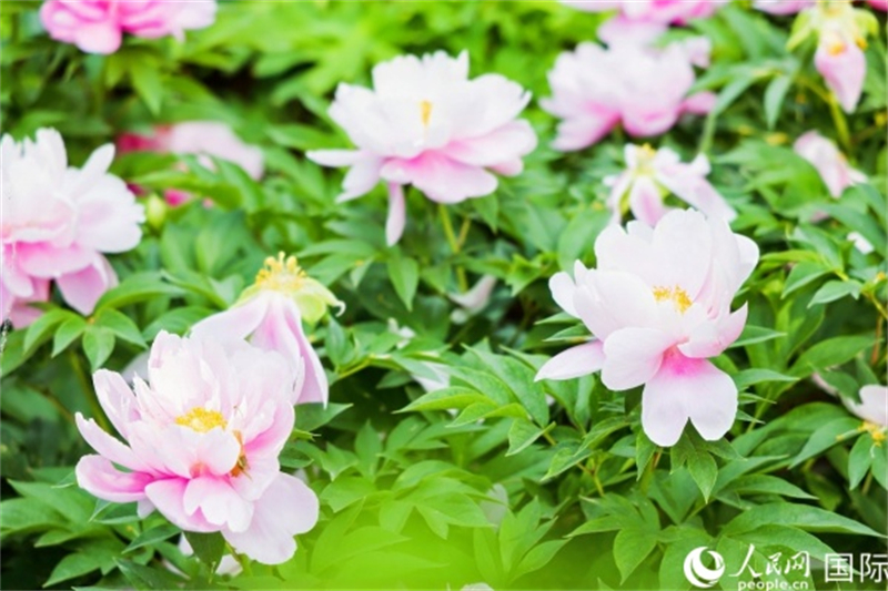 Henan : les journalistes de l'activité d'échanges amicaux ? La Ceinture et la Route ? pour les jeunes se promènent dans Luoyang