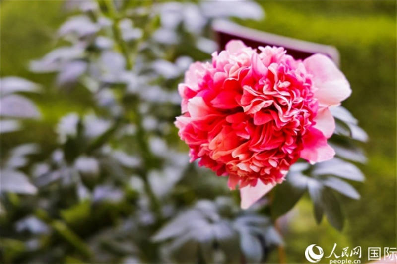 Henan : les journalistes de l'activité d'échanges amicaux ? La Ceinture et la Route ? pour les jeunes se promènent dans Luoyang