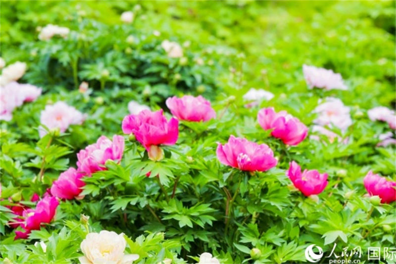 Henan : les journalistes de l'activité d'échanges amicaux ? La Ceinture et la Route ? pour les jeunes se promènent dans Luoyang